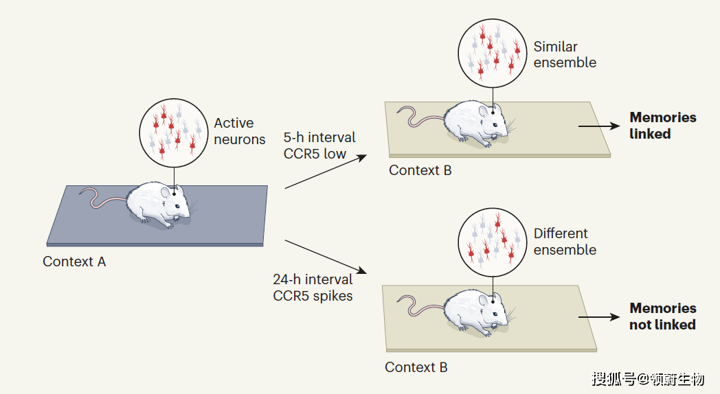 Nature：抑制CCR5基因不仅能防治艾滋病，还能强化大脑，增强记忆