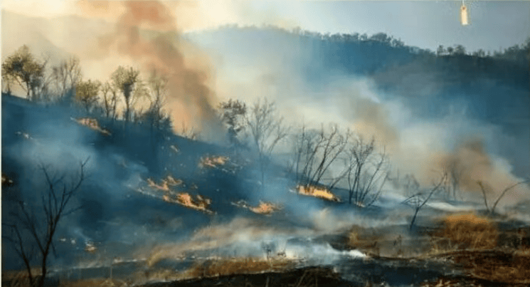 森林防火正当时,防火指南要牢记!