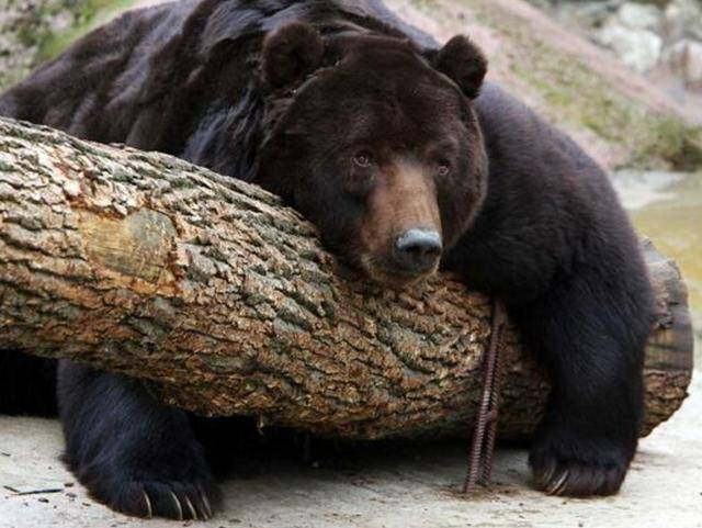 出重拳治“熊害”,日本将允许防暴警察射杀熊